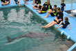 Dolphin Encounters, pic 3