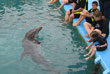 Dolphin Encounters, pic 5